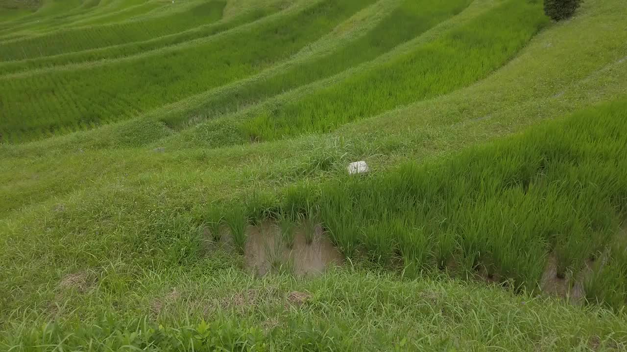 水稻梯田视频素材