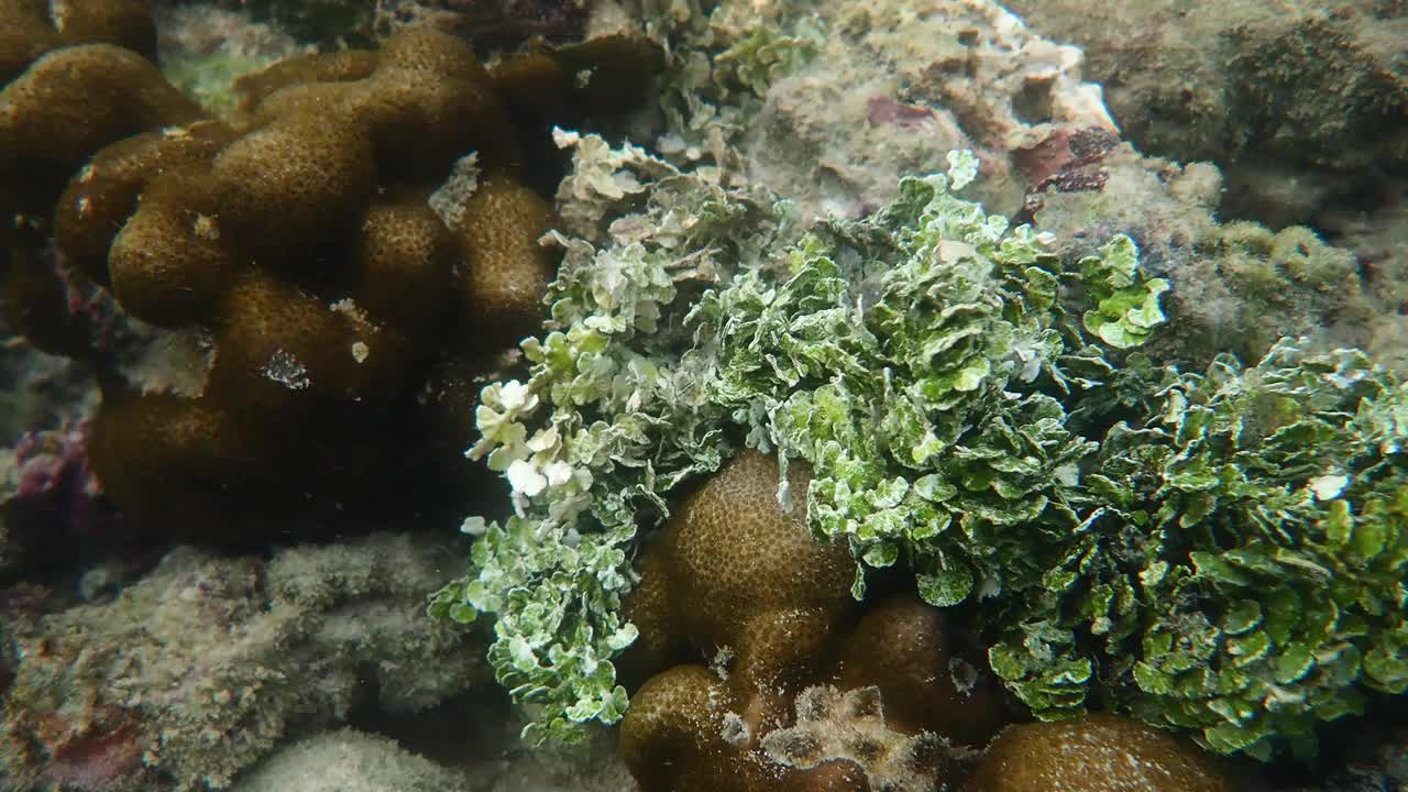 视频特写。浅海绿珊瑚。死珊瑚被全球变暖破坏。视频素材