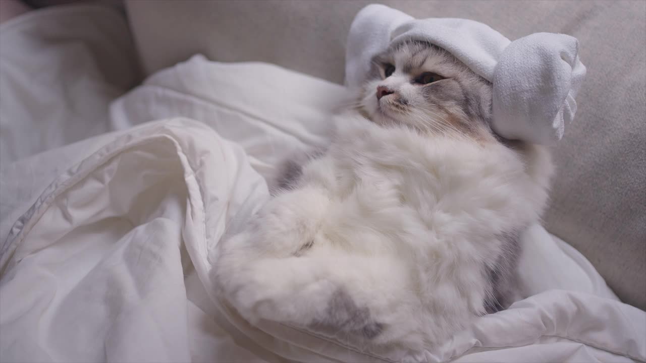 猫生病了，睡在床上视频素材