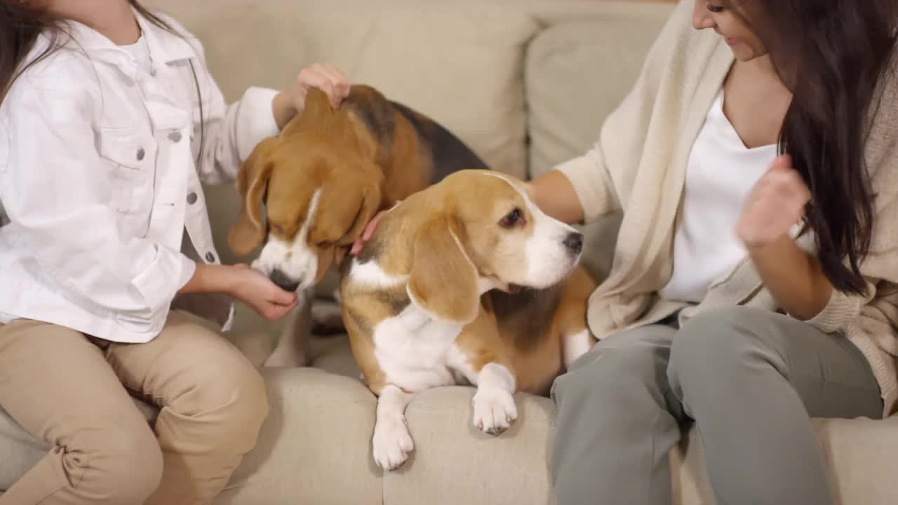 女人和小女孩在沙发上抱着小猎犬视频素材