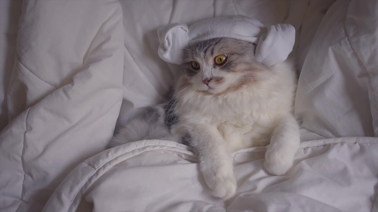 一只睡在床上的挪威森林猫视频素材