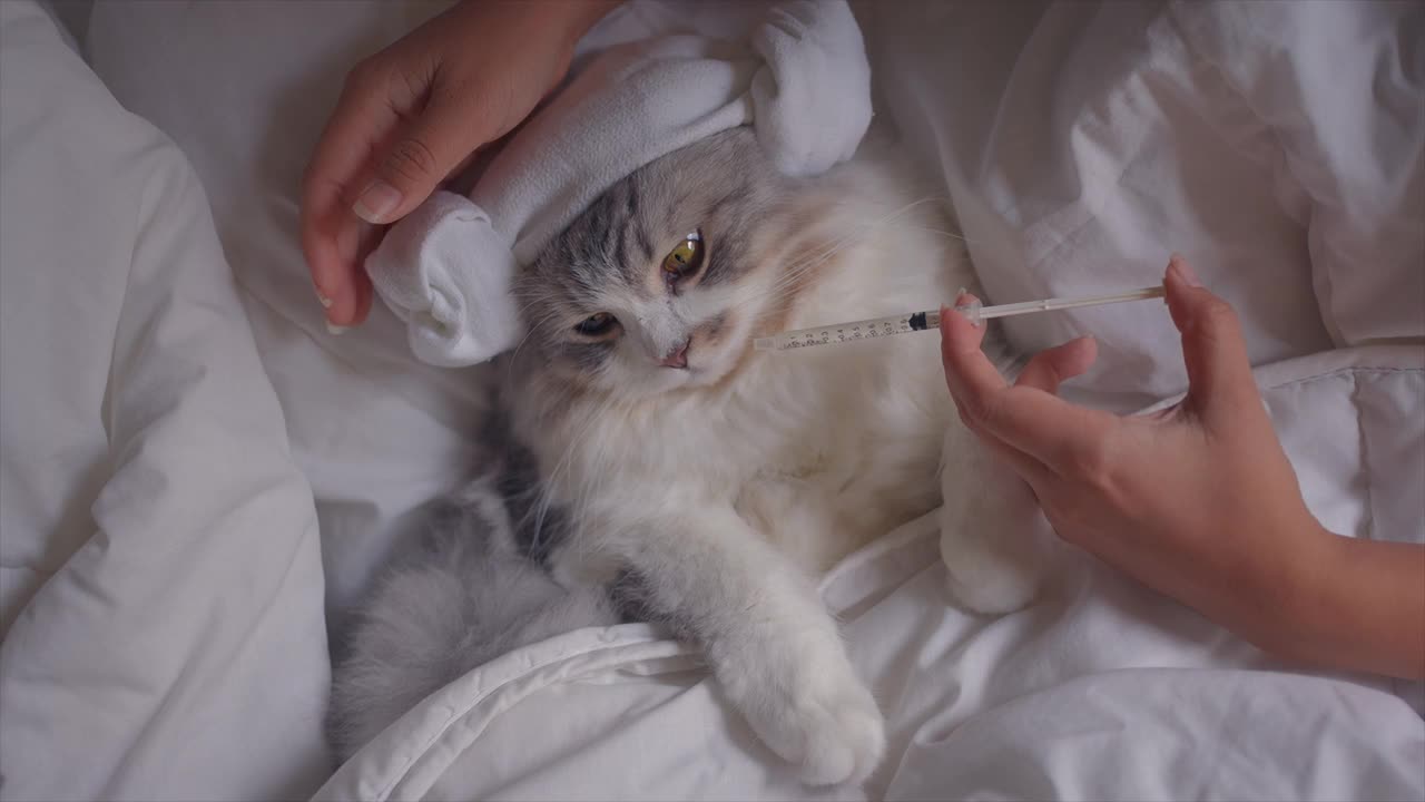 给躺在床上生病的猫一剂药视频素材