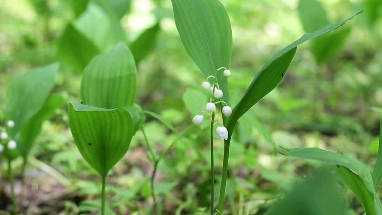 森林里山谷里的白百合在微风中慢慢地摇曳着视频素材