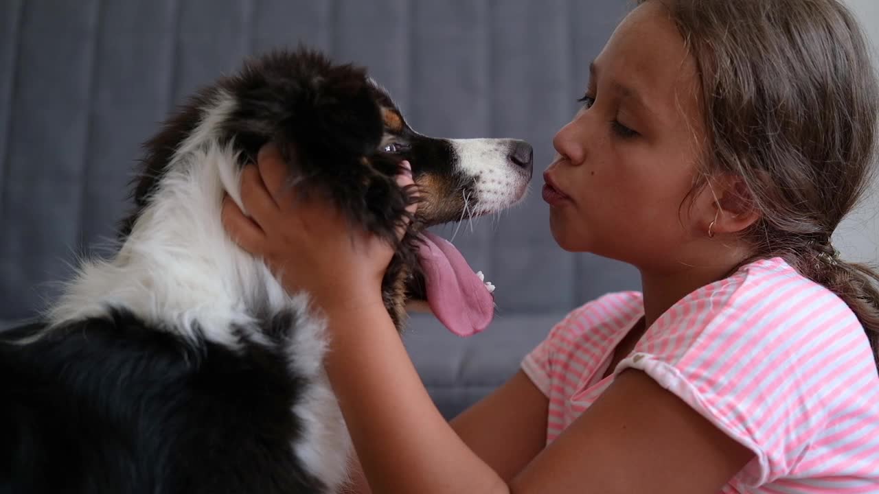 可爱的白种人小女孩拥抱亲吻澳大利亚牧羊犬视频下载