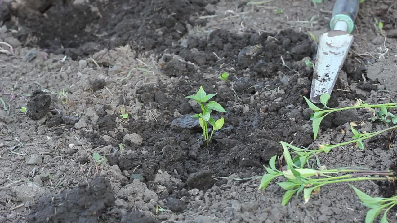 一位夏装妇女在她的花坛上种下了年轻多汁的绿色植物甜椒视频素材