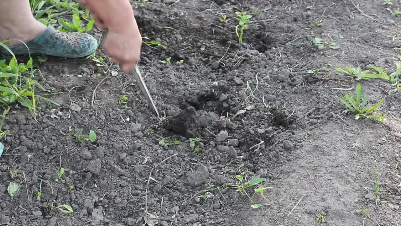 一位夏装妇女在她的花坛上种下了年轻多汁的绿色植物甜椒视频素材