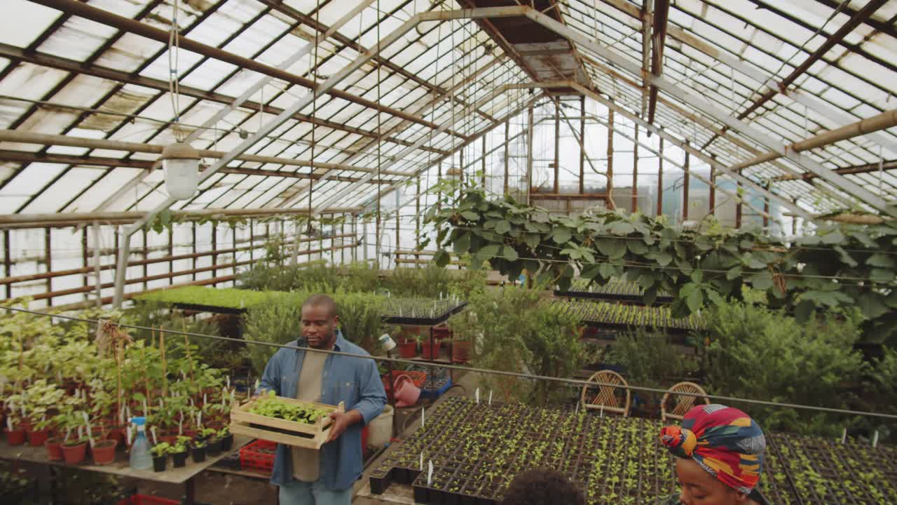 美国黑人家庭在温室里种植植物视频素材