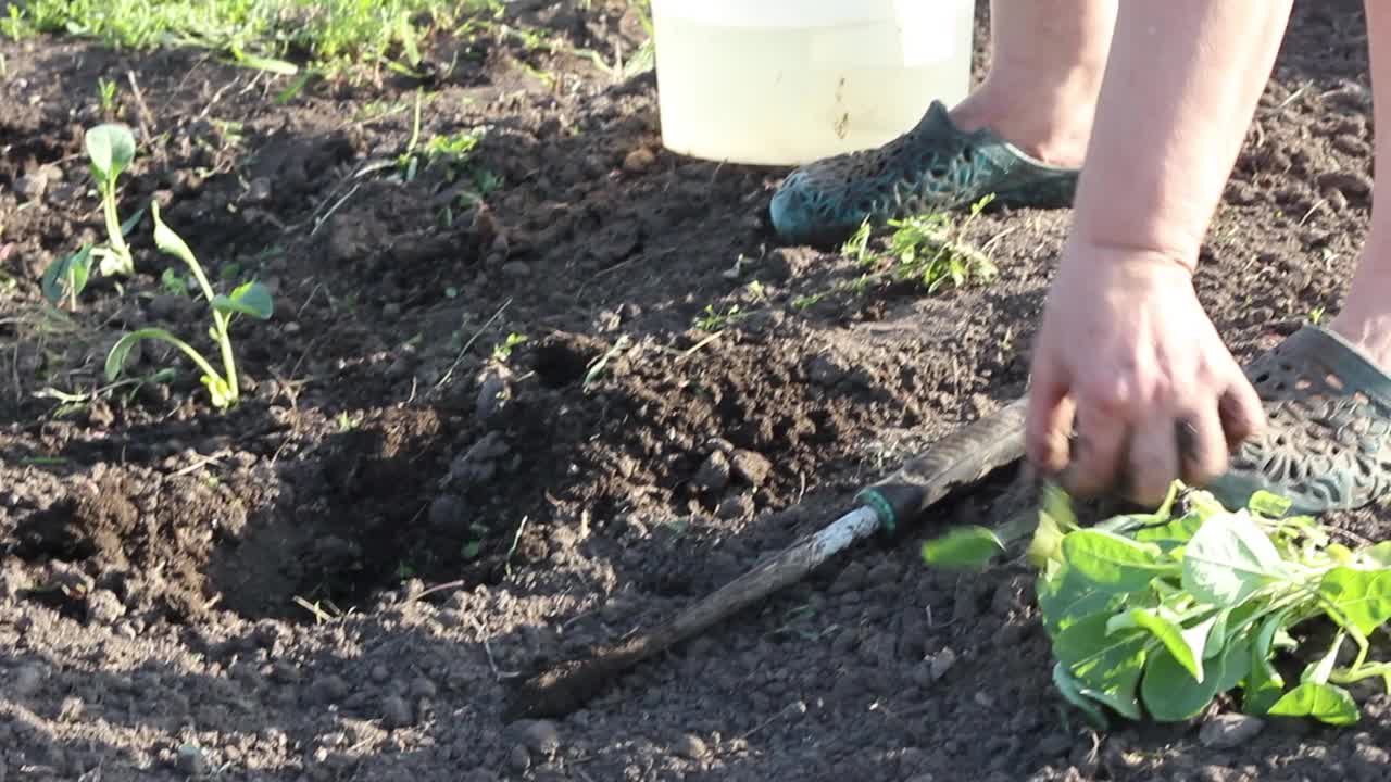 一位白种人模样的老妇人种植着绿色的幼苗视频素材