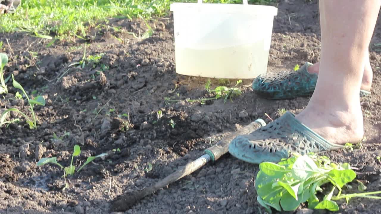 一位身着夏装的老妇人在菜园里种植着多汁的卷心菜幼苗视频素材