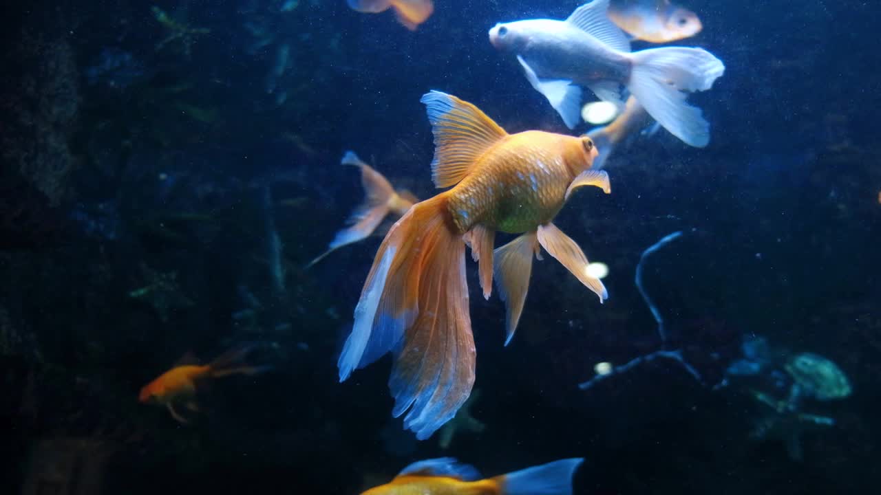 淡水水族馆里的金鱼视频素材