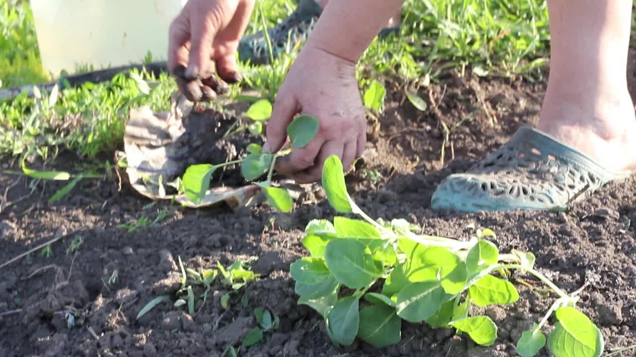 一位身着夏装的老妇人在菜园里种植着多汁的卷心菜幼苗视频素材