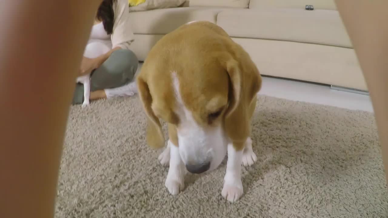 女孩给可爱的小猎犬零食，而父母爱抚两只狗的POV视频素材