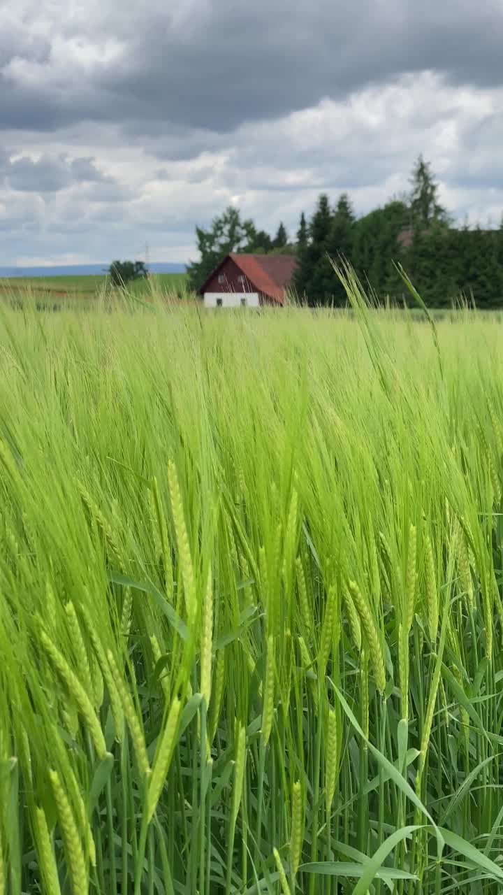 绿色的玉米地在风中轻轻飘动。地平线上有个农场视频下载