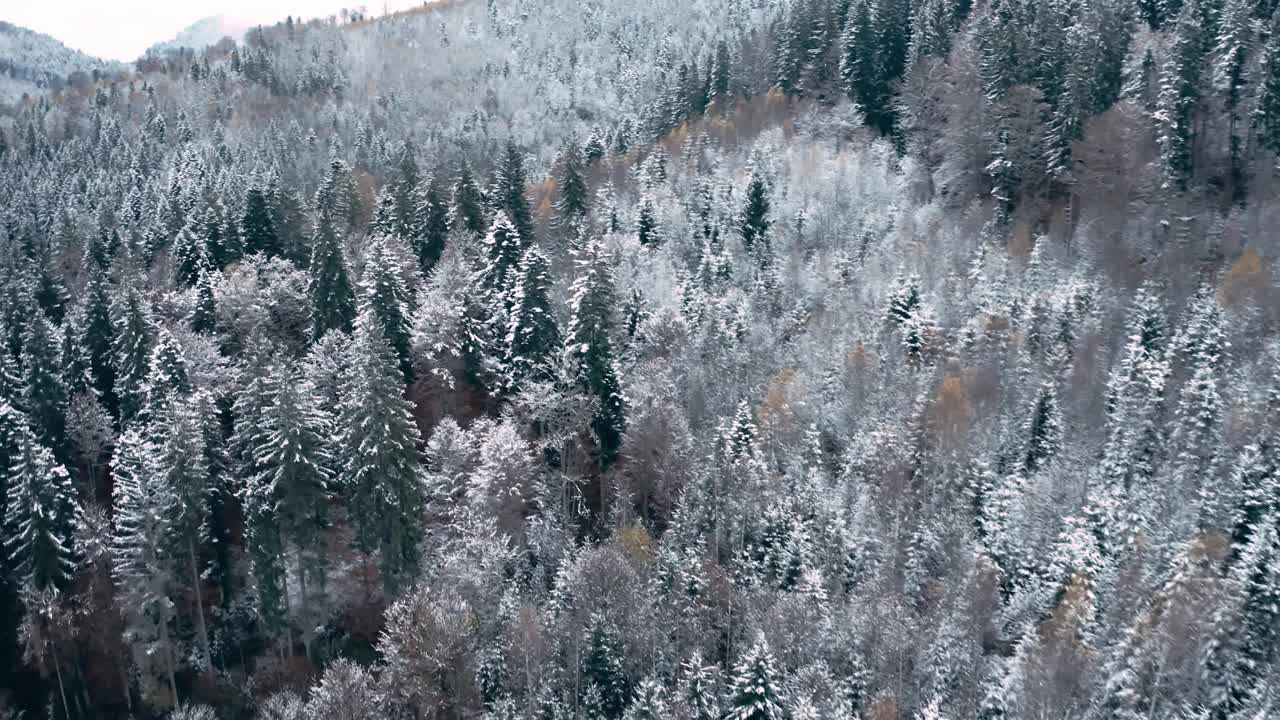 生长在山上的冬季针叶林视频素材