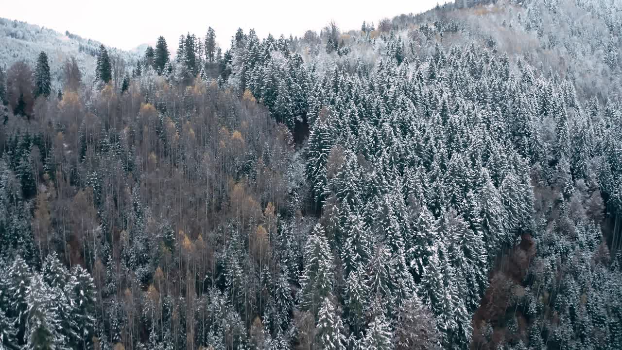 生长在山上的冬季针叶林视频素材