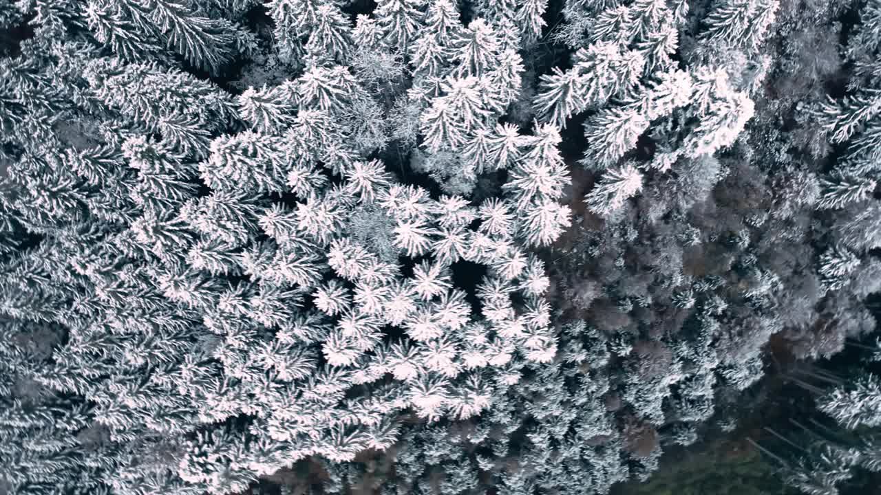 松木上结着雪视频素材