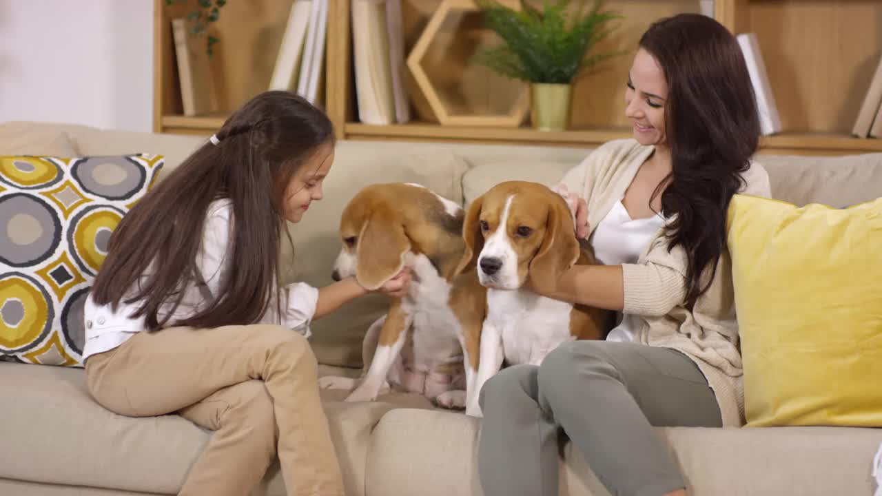 小女孩和妈妈在沙发上爱抚两只小猎犬视频素材