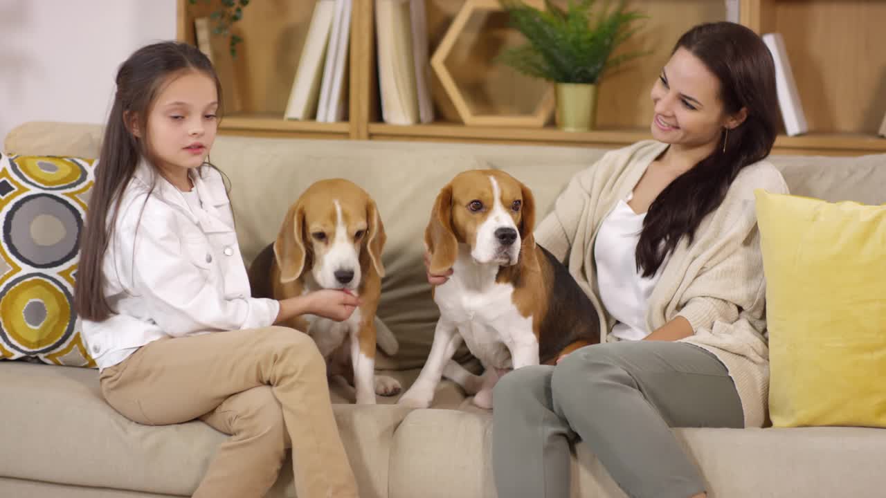 妈妈和女儿在沙发上抚摸两只小猎犬视频素材