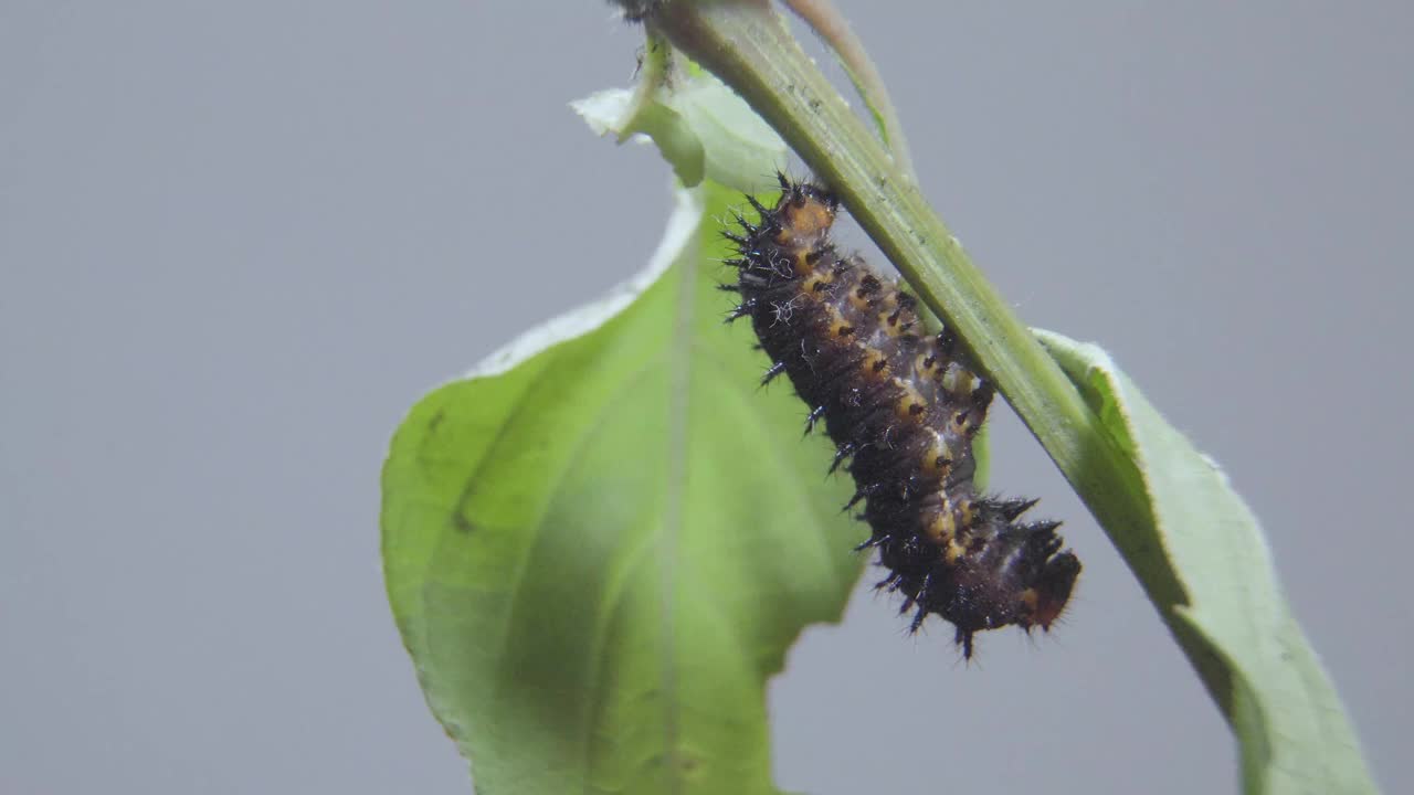 准备做茧、蛹或蛹的蓝色三色堇毛虫。毛虫在树枝上的微距镜头。视频素材