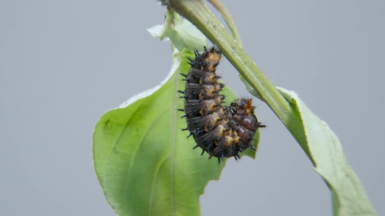 准备做茧、蛹或蛹的蓝色三色堇毛虫。延时拍摄的毛毛虫正在蜕变视频素材