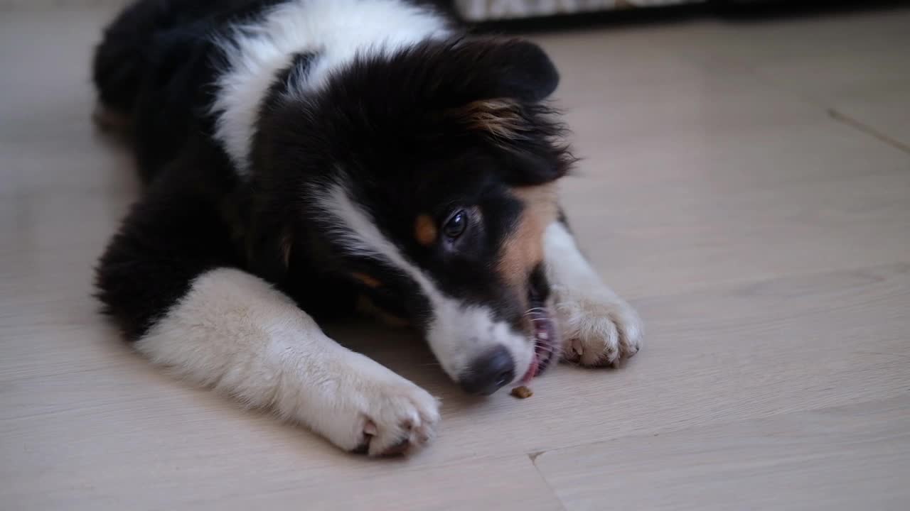 澳大利亚牧羊犬三色小狗在地板上吃食物视频下载