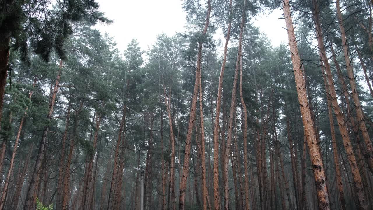 阴沉的松林大雨期间，树干和树冠通过雨滴视频素材