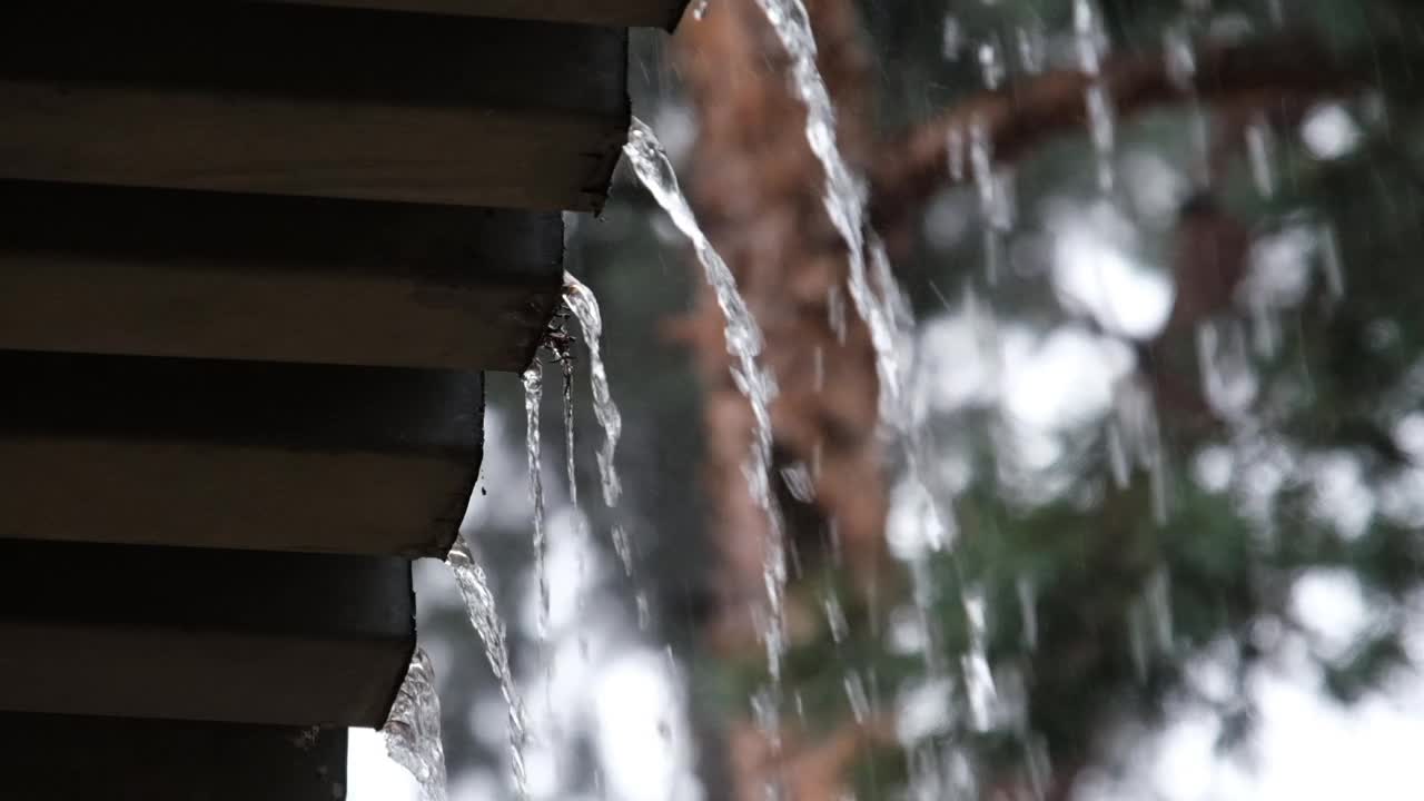 雨水从屋顶流下来，落在松林附近视频素材