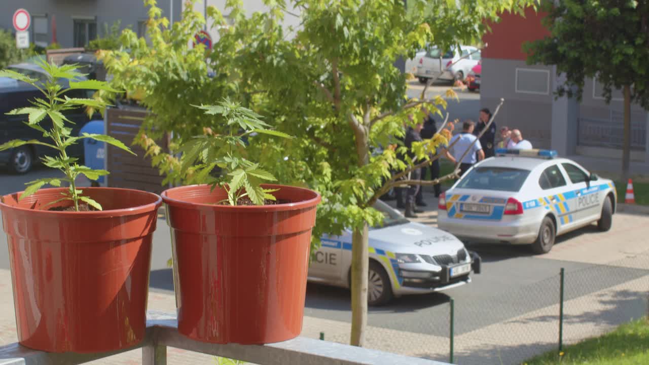 阳台上的植物在阳光下，警察在散景的背景。视频素材