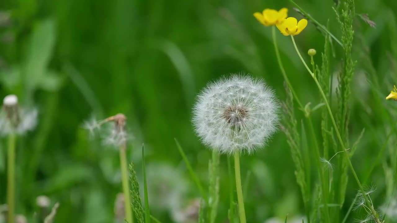 盛开的蒲公英从草中生长出来。视频素材