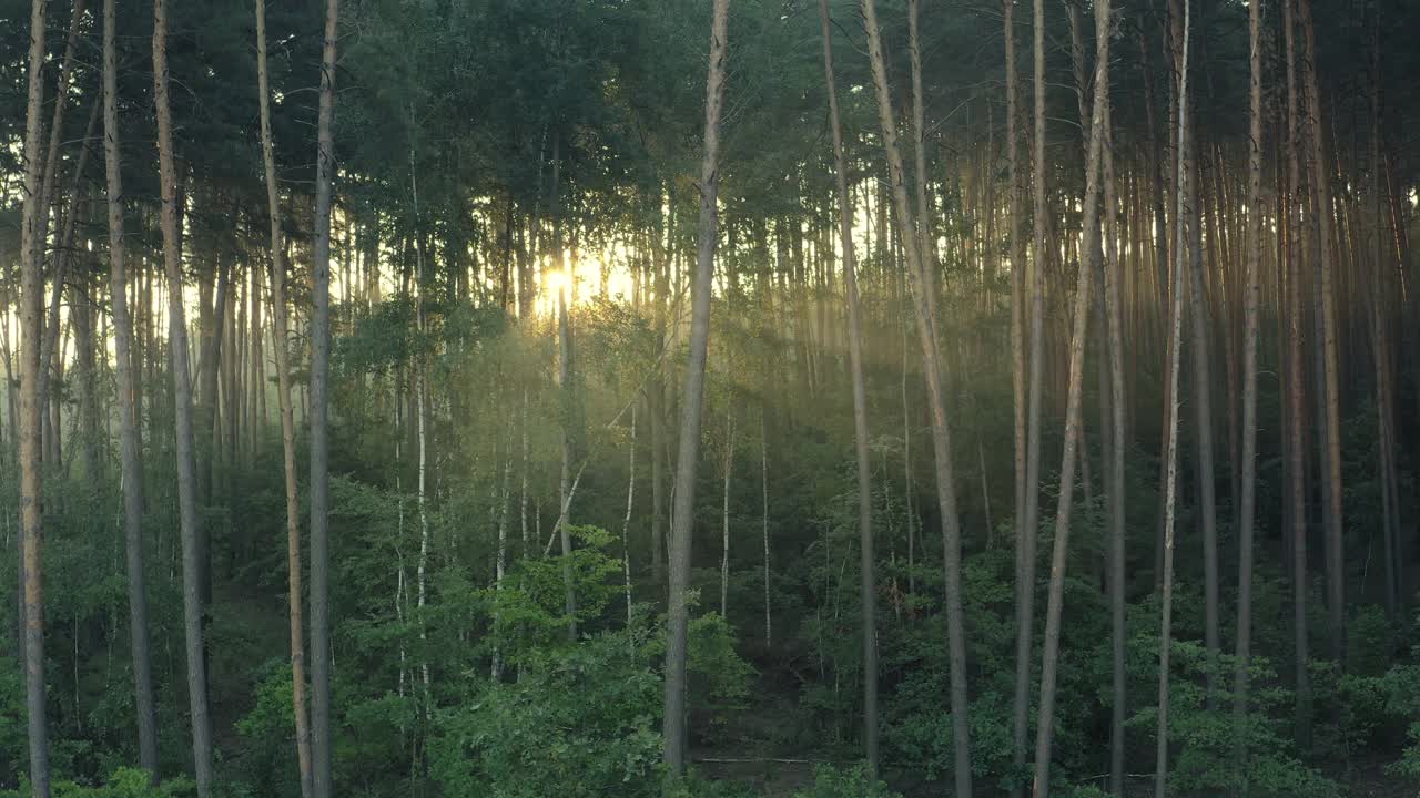 阳光穿过绿色的松树树枝和树干。视频素材