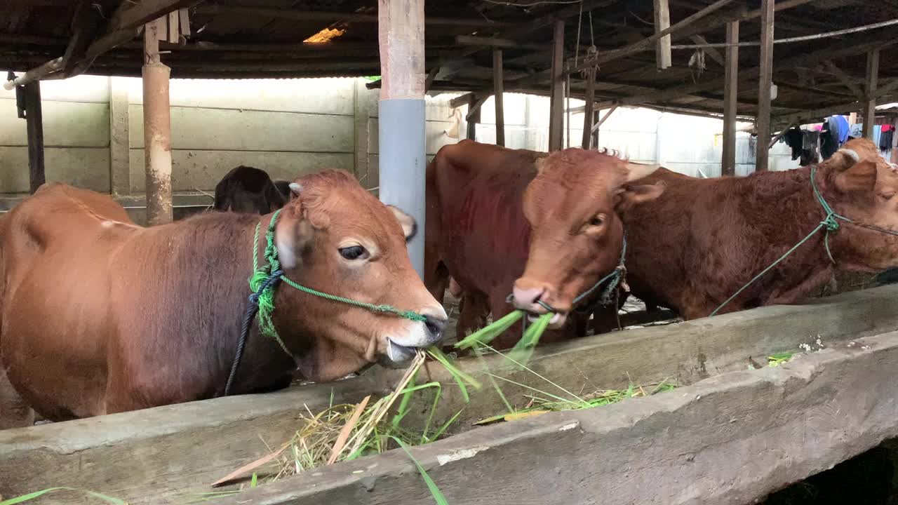 一群牛在笼子里视频素材