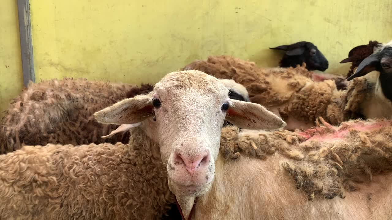 笼中小山羊视频素材