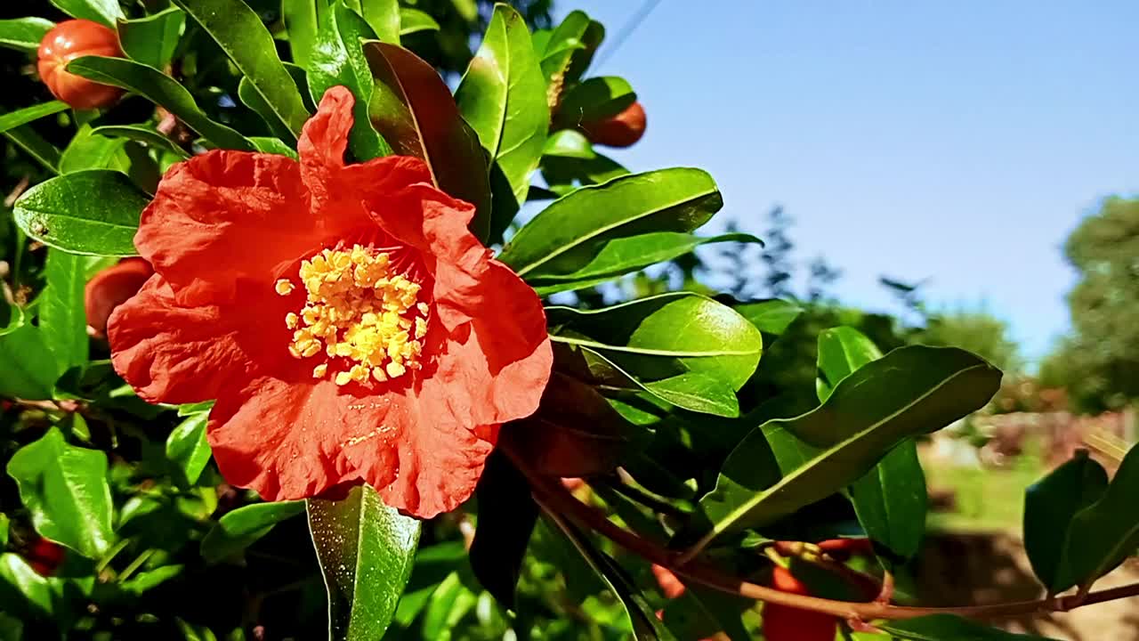 花园里的石榴树花视频素材