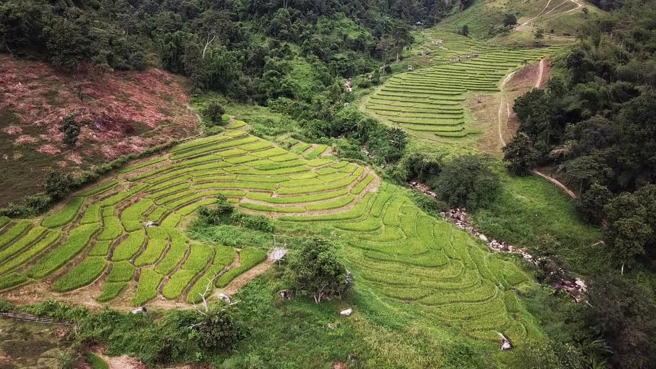 泰国清莱省稻田的航拍画面。视频素材