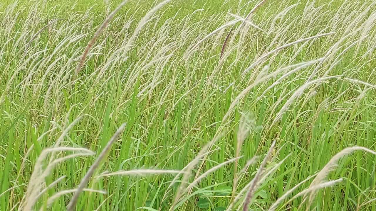 茅草花田在风中视频下载