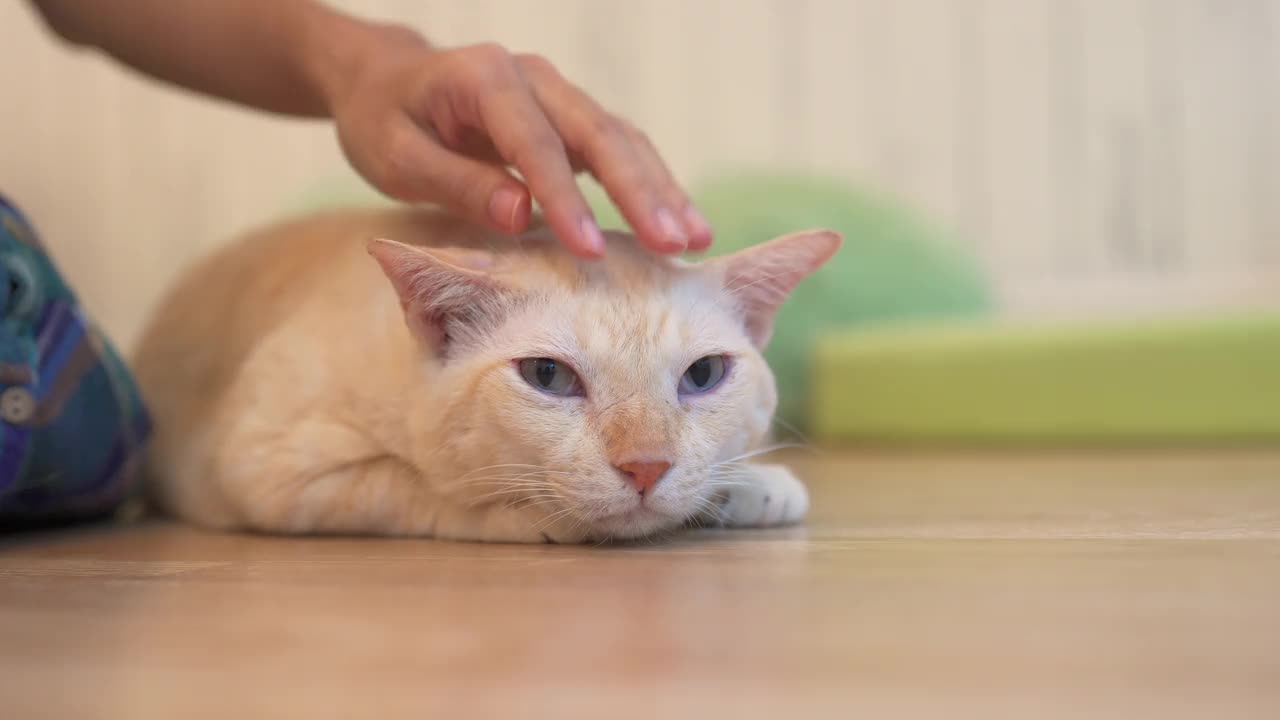 年轻的亚洲女人在地板上玩可爱的猫视频素材