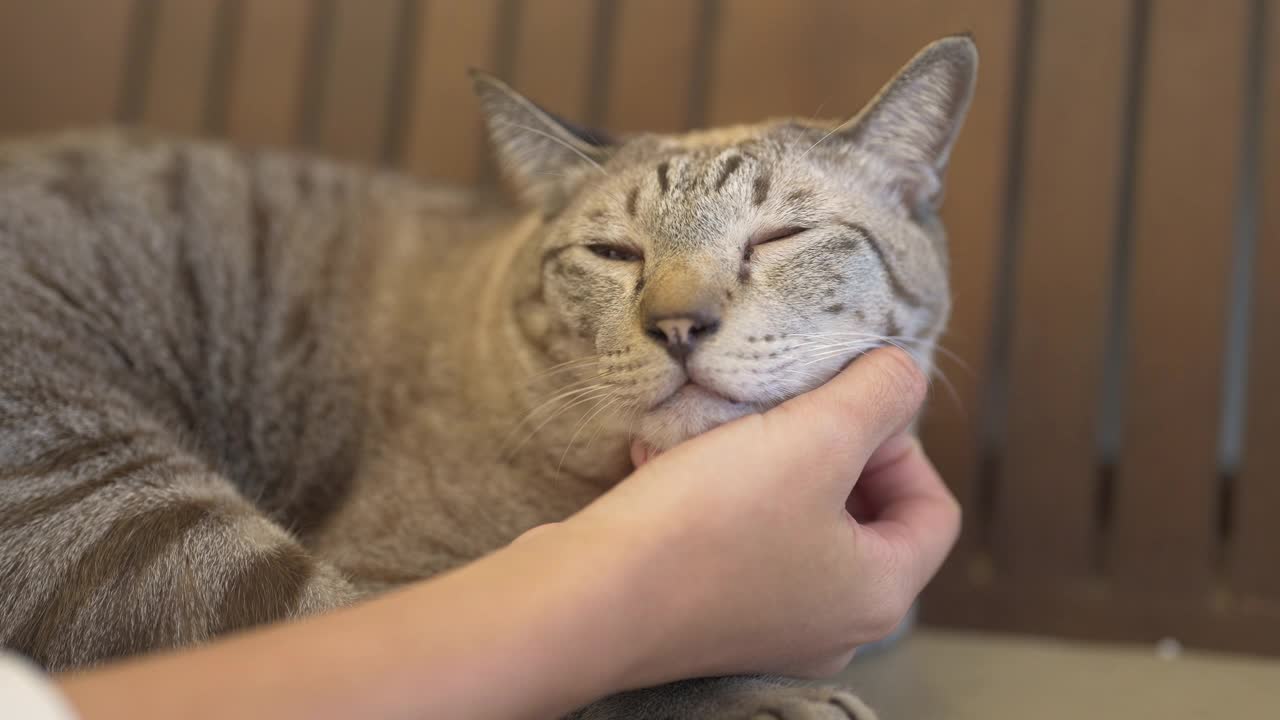 年轻的亚洲女人在地板上玩可爱的猫视频素材