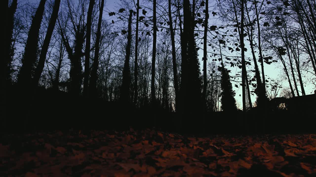 在夜晚空旷的森林里，枫叶落在地上。视频下载