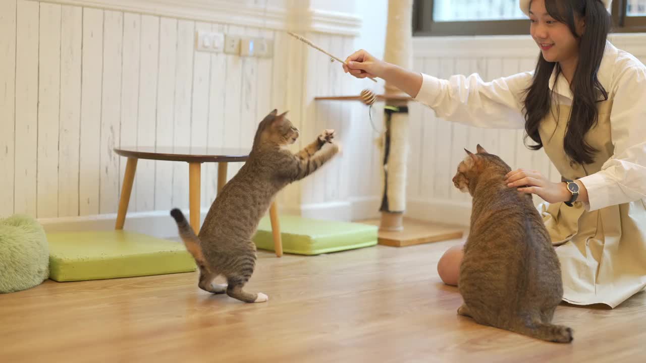 年轻的亚洲女人在地板上玩可爱的猫视频素材