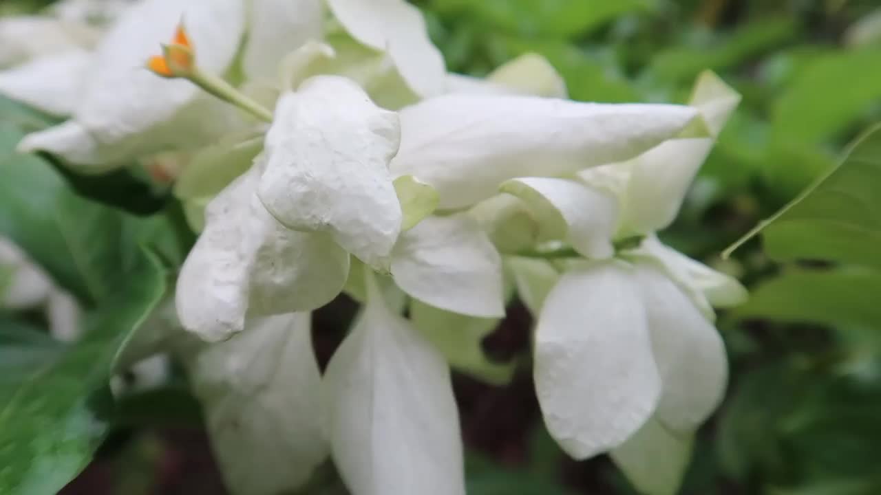 夏天花园里盛开着美丽的花朵视频素材