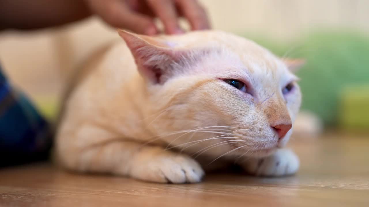 年轻的亚洲女人在地板上玩可爱的猫视频素材