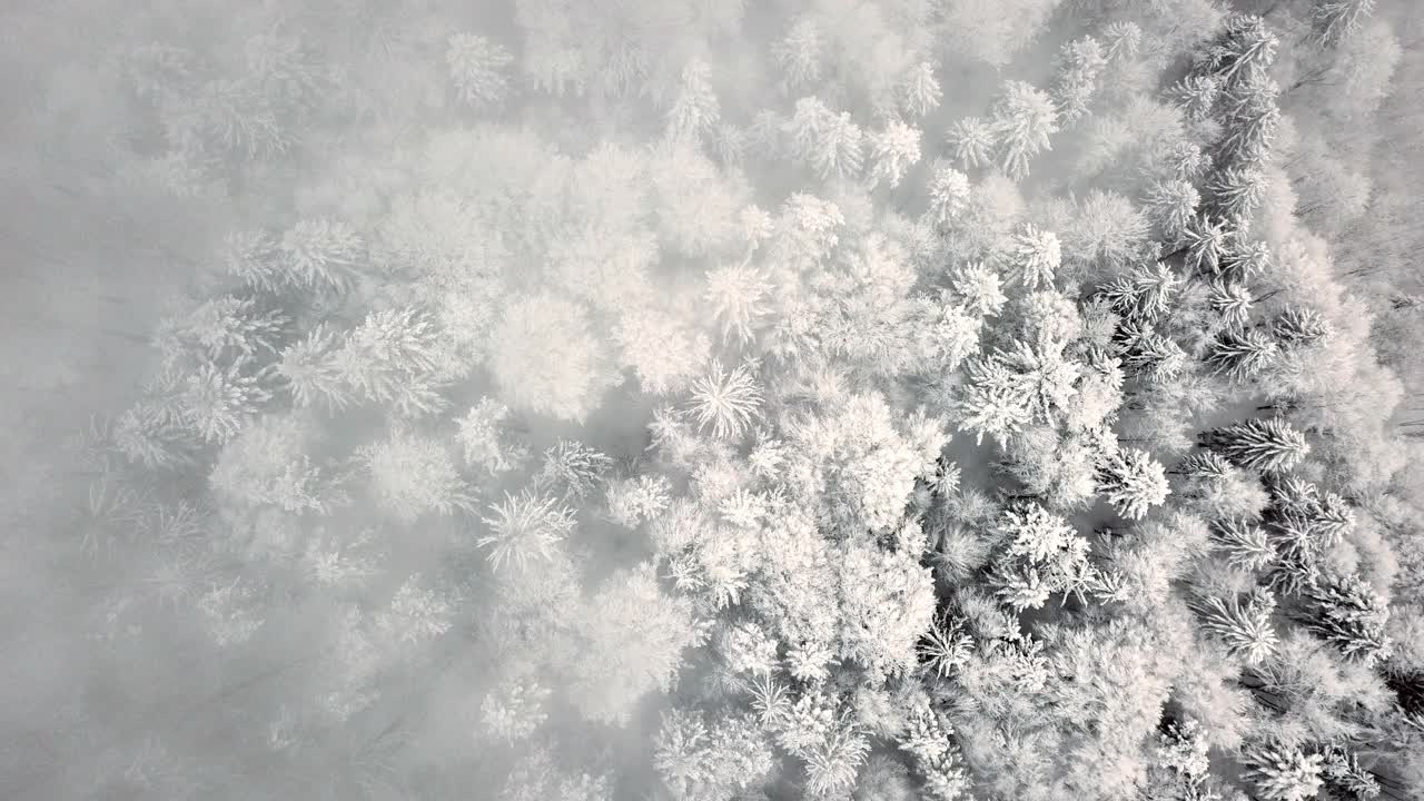 无人机在弗雷永森林和田野的巴伐利亚森林上空飞行视频素材