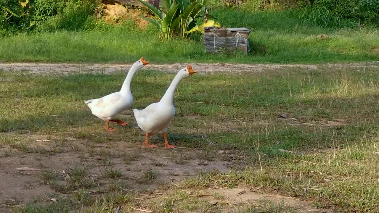 两只白鹅走在绿色的草地上。农场里的两只白鹅沿着绿色的草坪走着视频素材