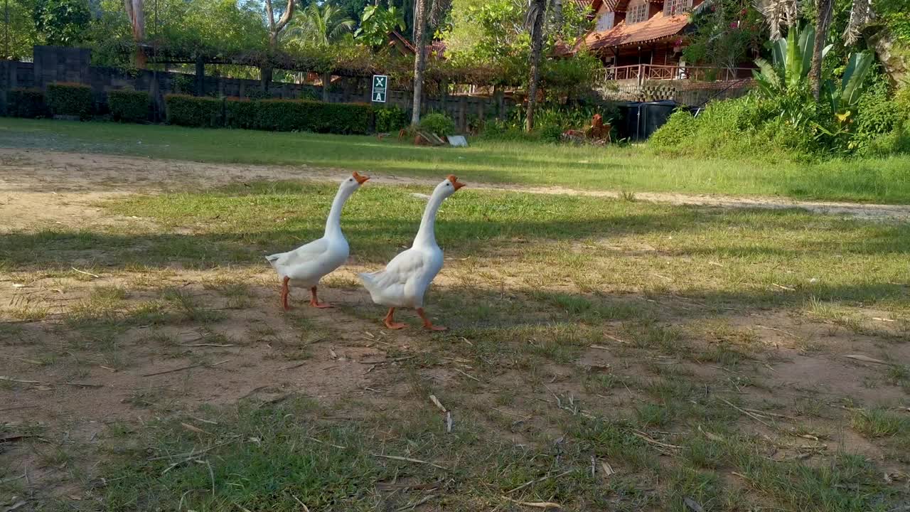 两只白鹅走在绿色的草地上。农场里的两只白鹅沿着绿色的草坪走着视频素材