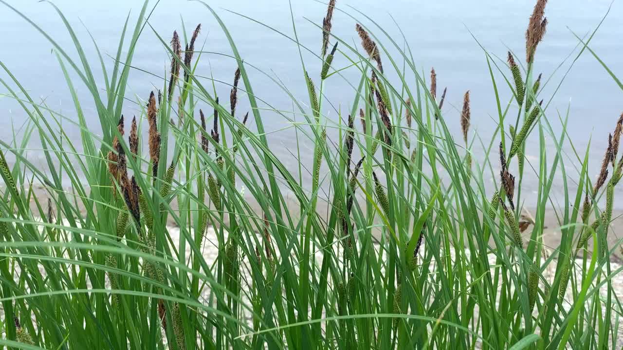 4k，水景用藤条。河边随风摇曳的芦苇。慢动作视频素材