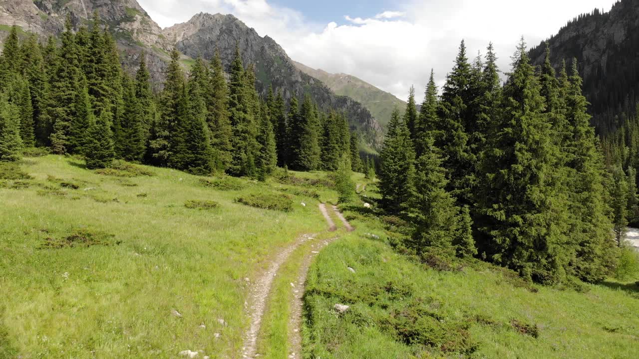 这条路穿过森林中高大的松树之间的山谷视频素材