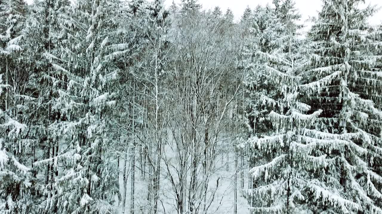 无人机在弗雷永森林和田野的巴伐利亚森林上空飞行视频素材