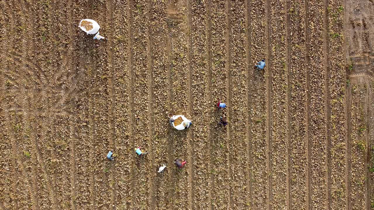 土豆采摘农场工人被无人机射杀。采摘新鲜有机土豆的农民的土豆收获鸟瞰图视频素材