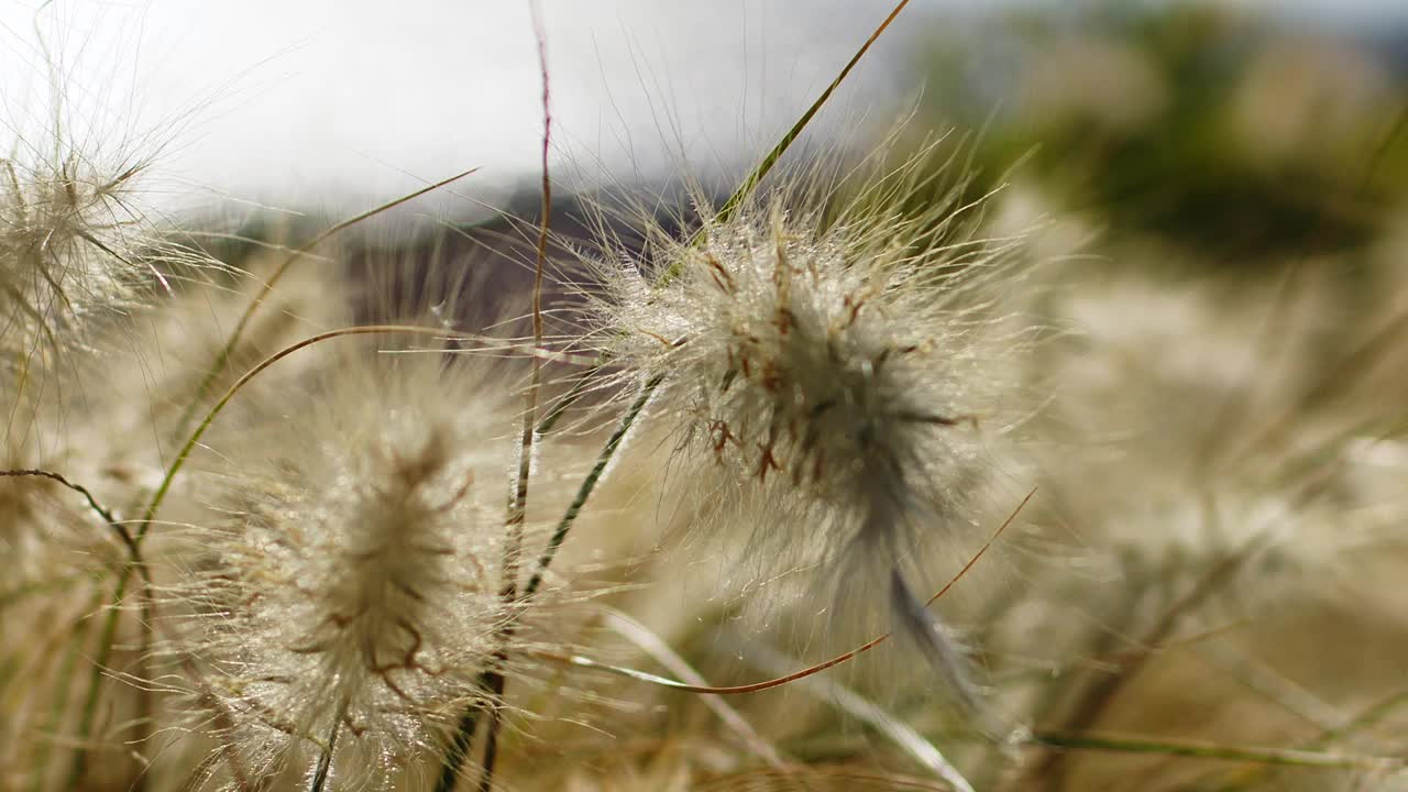 芦苇随风生长视频素材