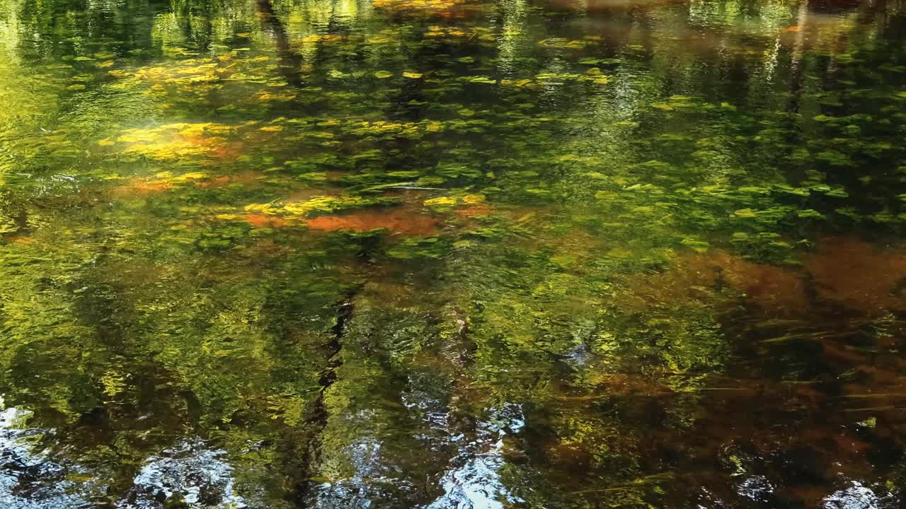 阳光反射在一条小河的水中。河藻在水底摇摆。4 k的视频。视频素材